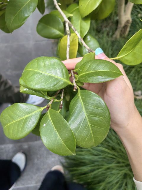 山茶记录影像