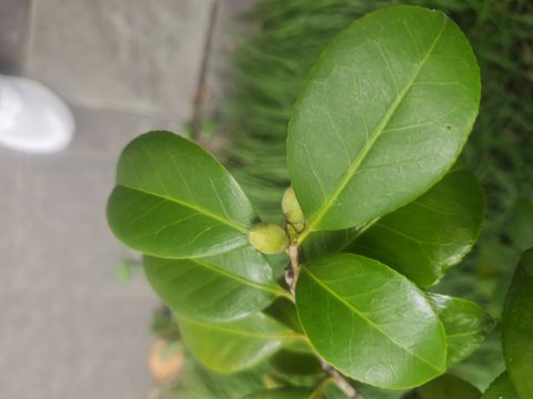 山茶记录影像