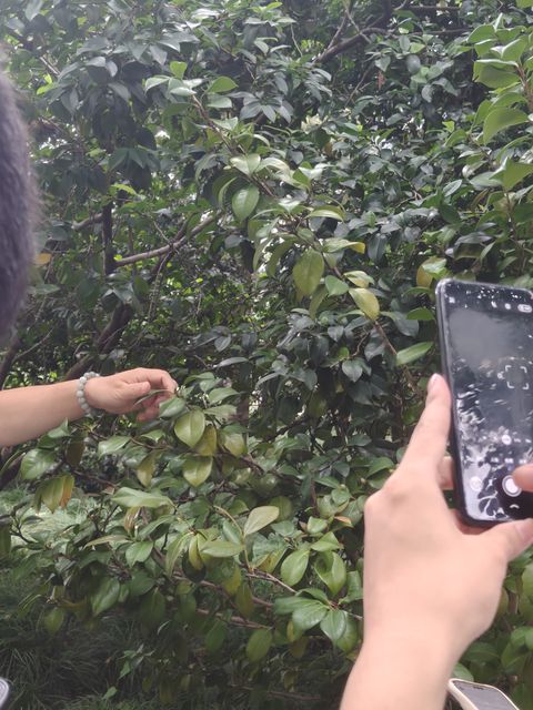 山茶