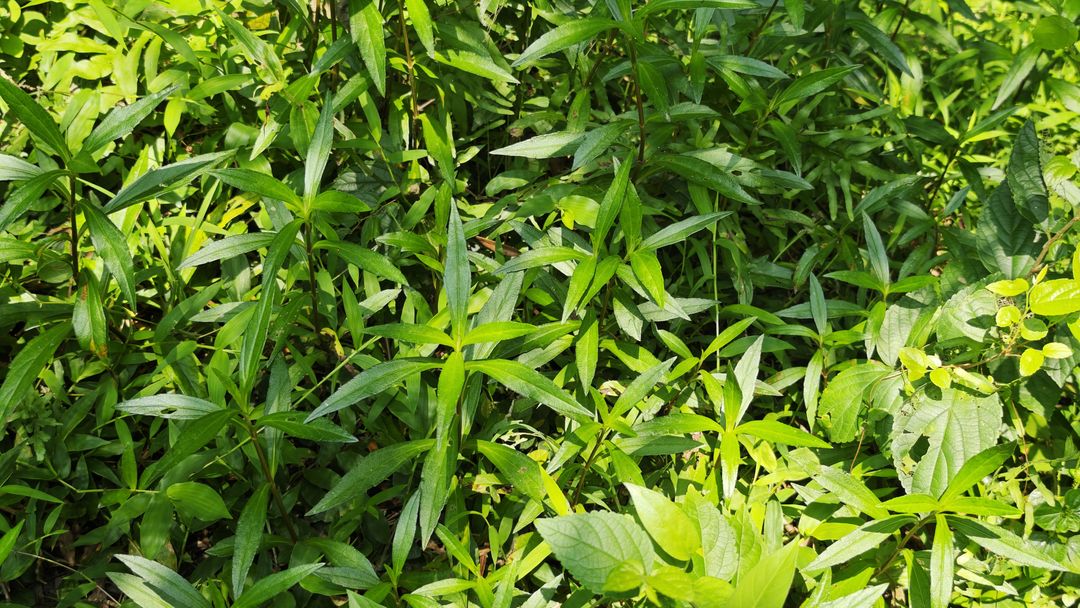 广东蟛蜞菊 record image 1