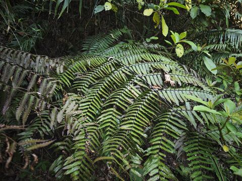 平鳞黑桫椤物种影像