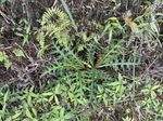 undefinedCirsium paludigenum记录影像