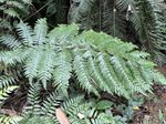平鳞黑桫椤记录影像
