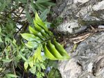 槲蕨记录影像