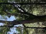 秃叶红豆记录影像