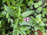 红雉凤仙花记录影像