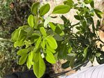 蒲桃叶红豆记录影像