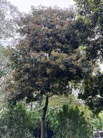 花榈木记录影像