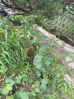 黄山风毛菊记录影像