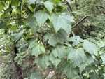 Acer grosseri记录影像