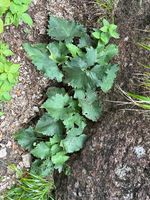 黄山风毛菊记录影像