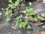 紫花堇菜记录影像