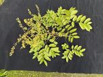 黄山栾树Koelreuteria bipinnata var. integrifoliola记录影像