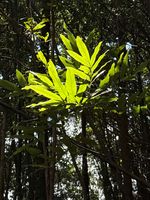 紫花红豆记录影像