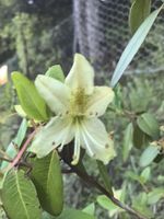 杜鹃记录影像