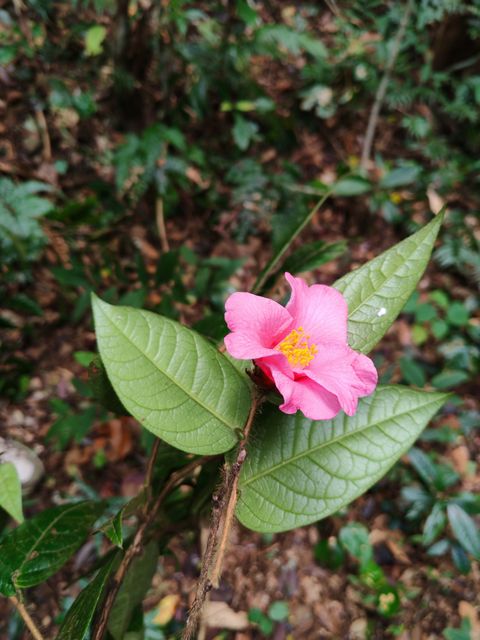 尖萼红山茶物种影像