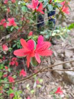 杜鹃记录影像