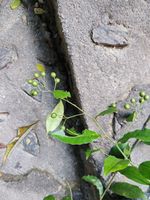 广州山柑记录影像