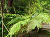 桫椤