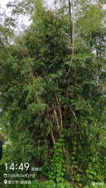 霞山泥竹记录影像
