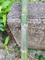 信宜石竹记录影像
