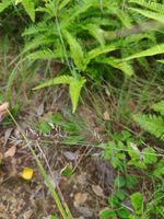 宿根画眉草记录影像