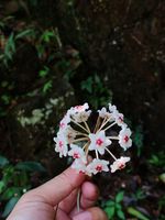 球兰记录影像