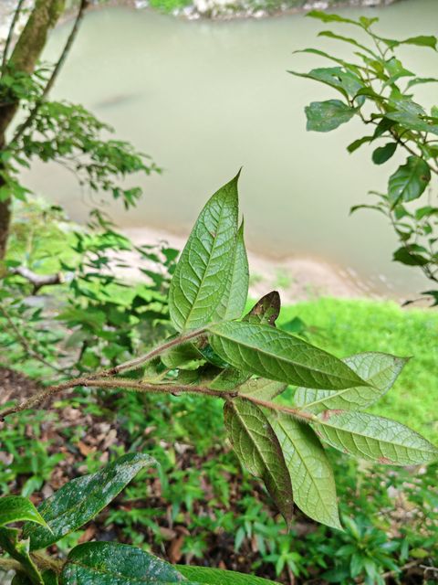 尖萼红山茶