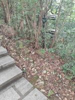 杜鹃记录影像