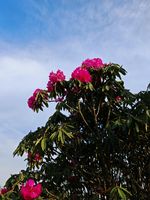 杜鹃记录影像
