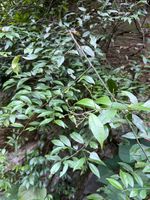 广州山柑记录影像