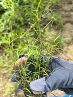 松叶耳草记录影像
