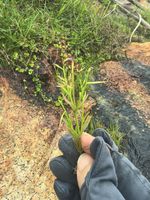 泥花草记录影像