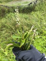 蚕茧草记录影像