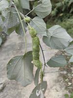 白背叶记录影像