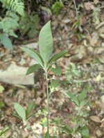 山鸡椒记录影像