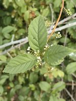 鲫鱼胆记录影像