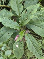 白花灯笼记录影像