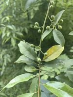 山鸡椒记录影像