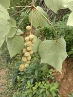 白背叶记录影像