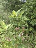 白花灯笼记录影像