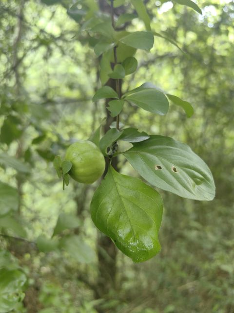 山石榴