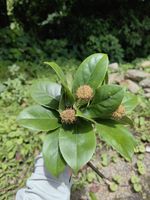蕈树记录影像