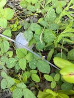 短绒野大豆记录影像