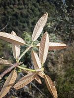 杜鹃记录影像