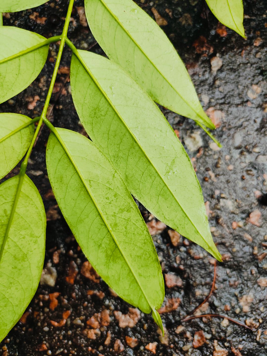 菱荚红豆记录影像 1