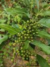 茜树