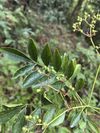簕欓花椒