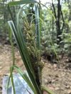 浆果薹草