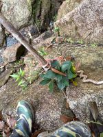 杜鹃叶山茶记录影像